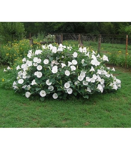 showmore moonflower 激レア showmore moonflower 激レア showmore moonflower 激レア